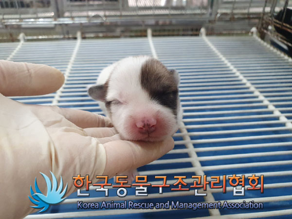 한국동물구조관리협회_441560202301088